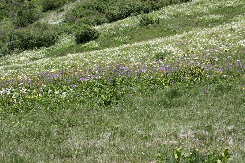 Euphydryas  intermedia..? S